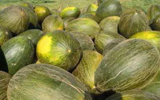 ДОН КИХОТ F1