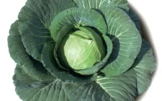 ЭЛИЗА F1 / ELISA F1