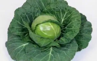 НОЗОМИ F1 / NOZOMI F1