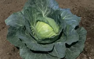 СУПРИМ ВАНТАЖ F1 / CUPREME VANTAGE F1