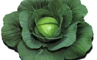 ШАРМАНТ F1 / CHARMANT F1