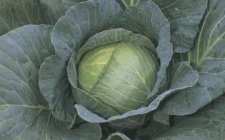 РОЙАЛ ВАНТАЖ F1 / ROYAL VANTAGE F1