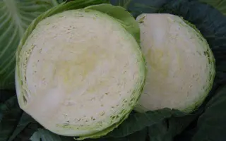 ЦИКЛОП F1 / ZYKLOP F1