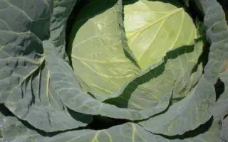 ГРАНДСЛАМ F1 / GRANDSLAM F1