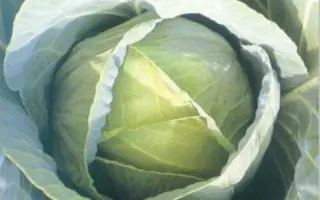 ТЕНЕСИТИ F1 / TENECITI F1