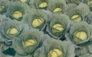 КОНКИСТАДОР F1 / CONQUISTADOR F1