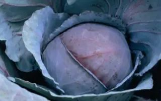 РЭД ДЖЕВЕЛ F1 / RED JEWEL F1