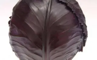 ВАРНА F1 / VARNA F1