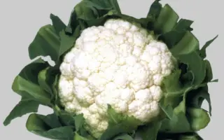 УАЙТ ЭКСЕЛ F1 / WHITE EXCEL F1