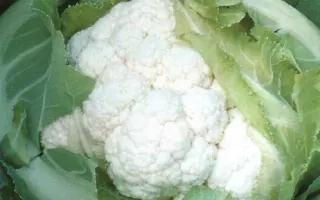 КАНДИД ШАРМ F1