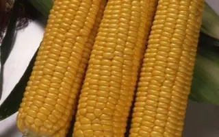 ХОНИ БЭНТАМ 78 ДНЯ F1