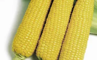 ХОНИ БЭНТАМ 83 дня F1