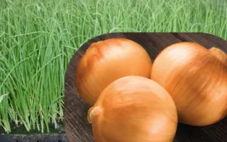 ВЕСТЕРН ДЖАИАНТ F1