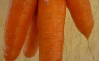 Шантеклер F1