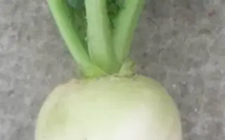 Мисато Роуз Флеш