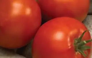 ЛИНДА F1 / LINDA F1