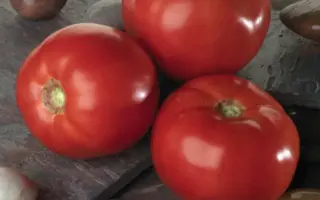 БЕЛЛА РОСА F1 / BELLA ROSSA F1