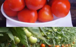 ПАБЛО F1 / PABLO F1