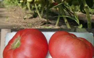 ПИНК МЭДЖИК F1