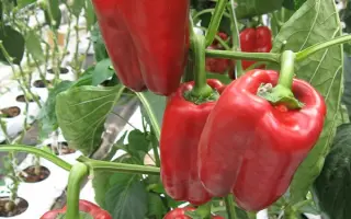 Екатерина F1