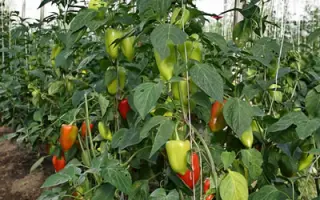 Памяти Жегалова