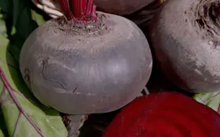 Несравненная А 463