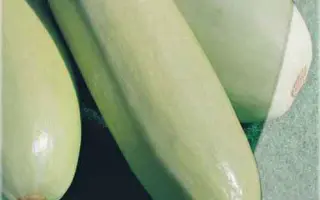 Грибовский 37