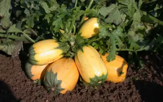 Русские спагетти