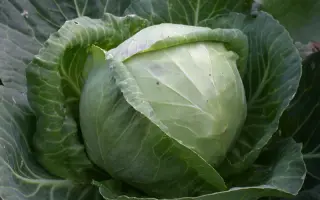 Номер первый грибовский 147