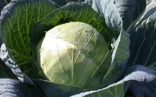 Белорусская 455