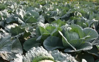 Московская поздняя 15