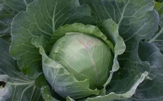 Слава грибовская 231