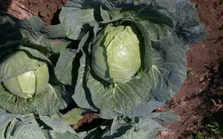 Стахановка 1513