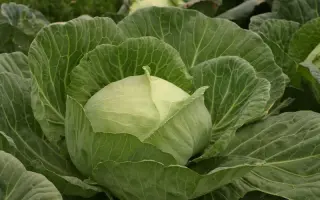 Юбилейная 2170