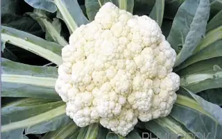 Ранняя Грибовская 1355