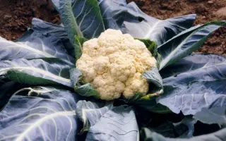 Ранняя Грибовская 1355