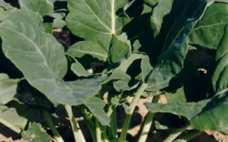 Венская белая 1390