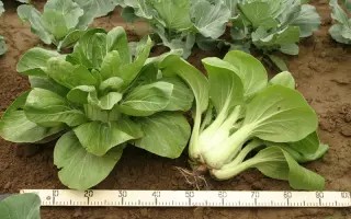 Памяти Поповой F1