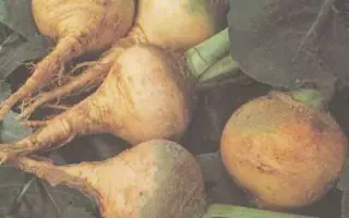 Красносельская