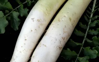 Московский богатырь