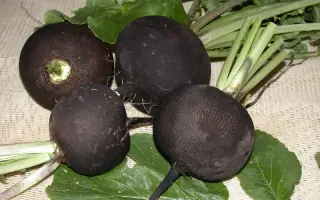 Зимняя круглая черная