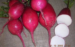 Красавица Подмосковья