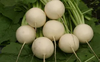 Снегурочка