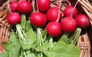 Королева Марго