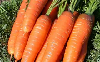 Грибовчанин F1