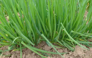 Русский зимний