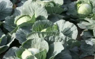 ГОЛДЕН КРОСС F1 / GOLDEN CROSS F1