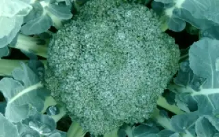 КВИНТА F1 / QUINTA F1