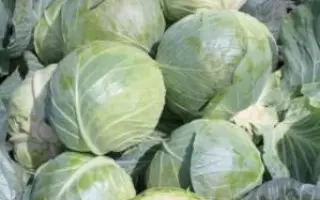 ГЛОУБ МАСТЕР F1 / GLOBE MASTER F1