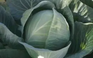 СТРУКТА (TCa-432) F1